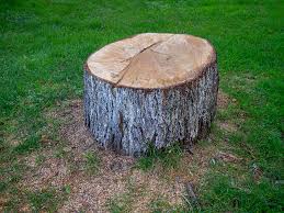 Trusted Barton, NM Tree Services Experts