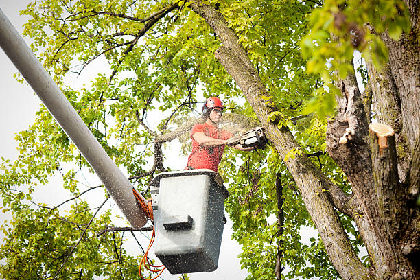 How Our Tree Care Process Works  in  Barton, NM